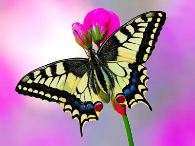 Mahaon butterfly animation Low-poly 3D model