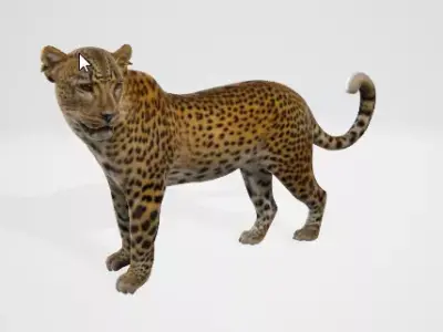 Wild Leopard 3D Model 3D model