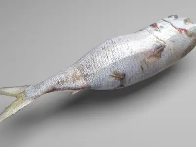 Dead Fish 3D model