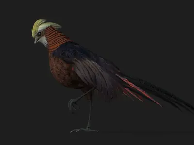 Pheasant A1 3D model