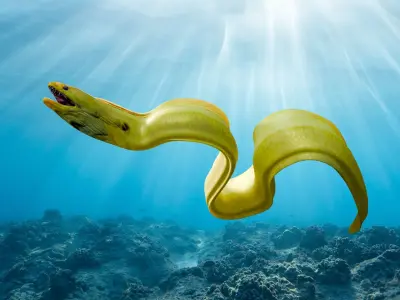 Animated Moray Eel Low-poly 3D model