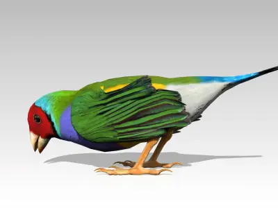 Gouldian Animated Low-poly 3D model