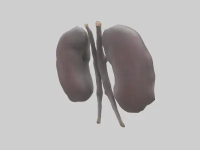 Hippo Kidneys Low-poly 3D model