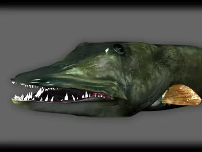 MUSKIE HEAD TEXTURES 3D model