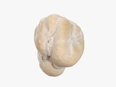 Dry Garbanzo Bean 02 3D model