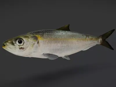Bali Sardinella -Pacific Herring Animated 3D model