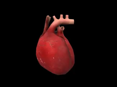 Heart Medical Science Low-poly 3D model
