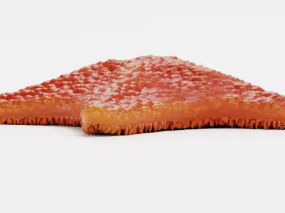 -Bat Starfish - Red- 3D model