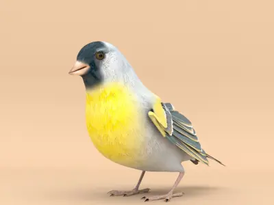 3D Bird Pack Lawrence Finch Male and Female Low-poly 3D model  Low-poly 3D model
