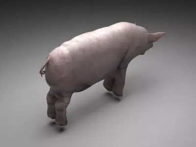 Pig Animal 3D model