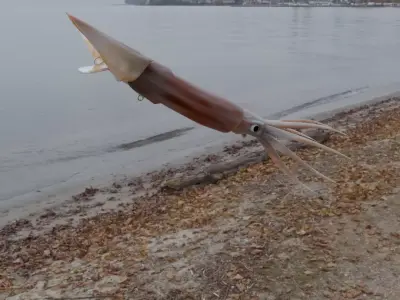 Squid Bait Free 3D print model