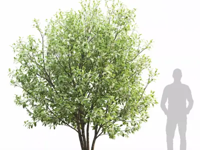 Prunus Padus 6 3D model