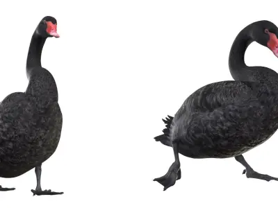 Black Swan 3D model