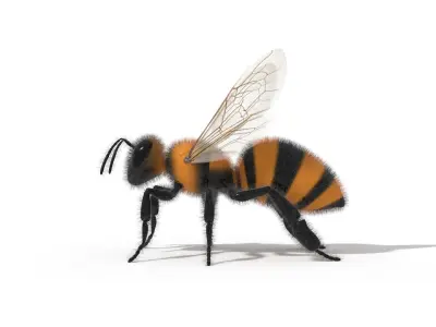 Bee Insect 3D model  3D model