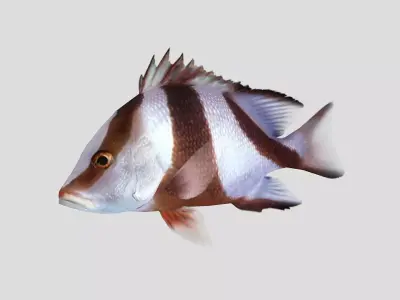 Emperor Red Snapper Fish Low-poly 3D model