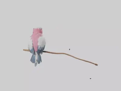 Galah Parrot perched model 3D model