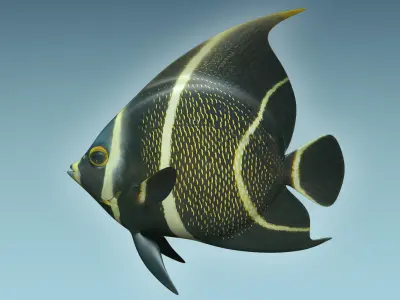 Anglefish 12 3D model