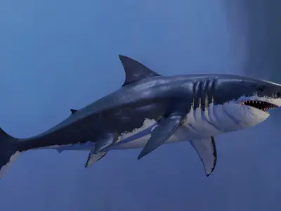 White Shark Animated OldModel Low-poly 3D model