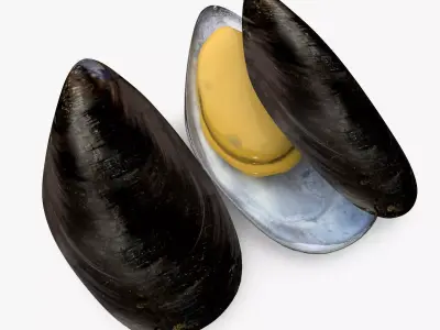 Mussel Shell 3D model