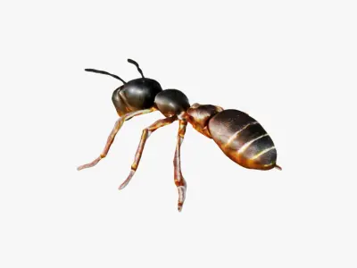 Ant Animal Free 3D model