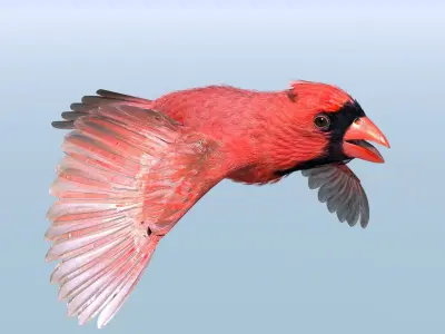 Northern Cardinal - rigged - animated Low-poly 3D model