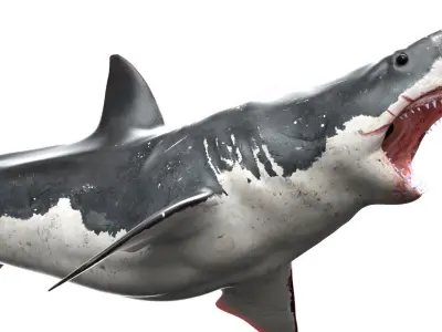 Great White Shark  Animated  Rigged Low-poly 3D model