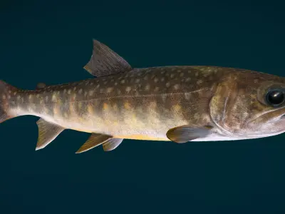 Lake Trout Fish Animated Low-poly 3D model