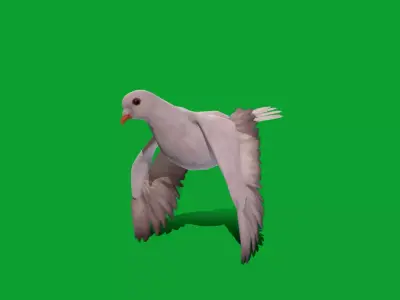 White-winged Dove Bird  Low-poly 3D model