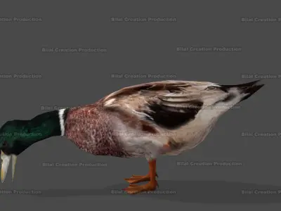 DUCK MALE ANIMATED Low-poly 3D model
