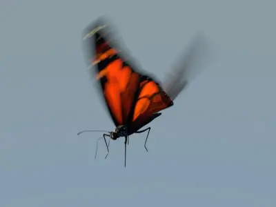 Monarch Butterfly Animated Rigged 3D model