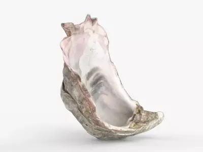 Photorealistic 3D scan of sea oyster shell Low-poly 3D model