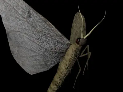 Moth Insect 3D model