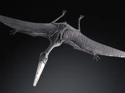 Pterodactylus dinosaur flying in air 3D model