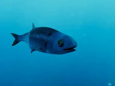 Realistic Anchovy sockeye salmon plush toy Low-poly 3D model