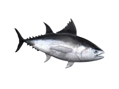 tuna fish Low-poly 3D model