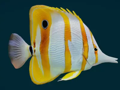 Coral Reef Fish Collection Animated - Game Ready pack 1 Low-poly 3D model