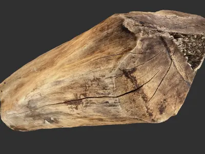 3D Scan Realistic tree timber 3D model