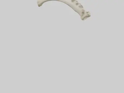 Giraffe Tibia Low-poly 3D model