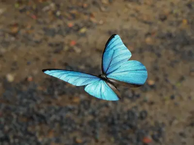 Blue Morpho Butterfly Low-poly 3D model