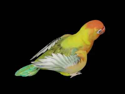 Lovebird Parrot Low-poly 3D model