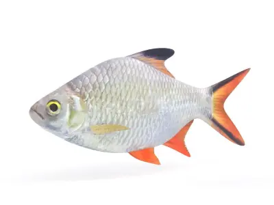 Tinfoil Barb Fish 3D model