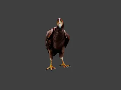 Vulture Low-poly 3D model