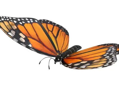 Flying Monarch Butterfly 3D model