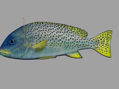 Blackspotted Sweetlips Realistic Animated Low-poly 3D model