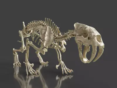 Sabretooth Cat Smilodon Skeleton 3D model