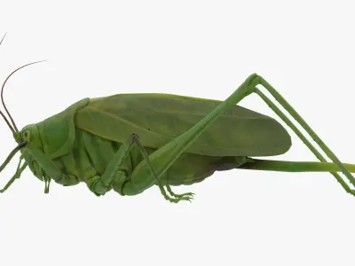 Lifelike Katydid Low-poly 3D model