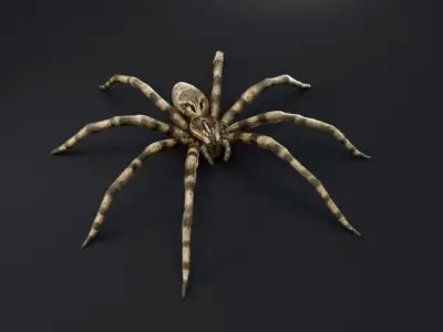Fishing Spider Low-poly 3D model