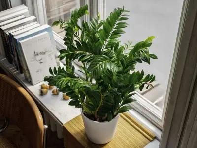  ZZ Zanzibar Gem Potted Plant Model 