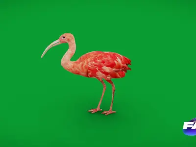 Scarlet Red Ibis Bird Low-poly 3D model