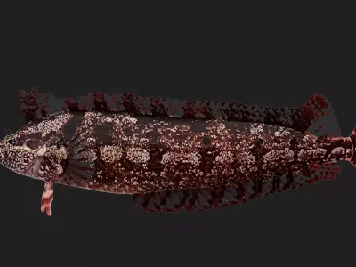 Gunnel Low-poly 3D model